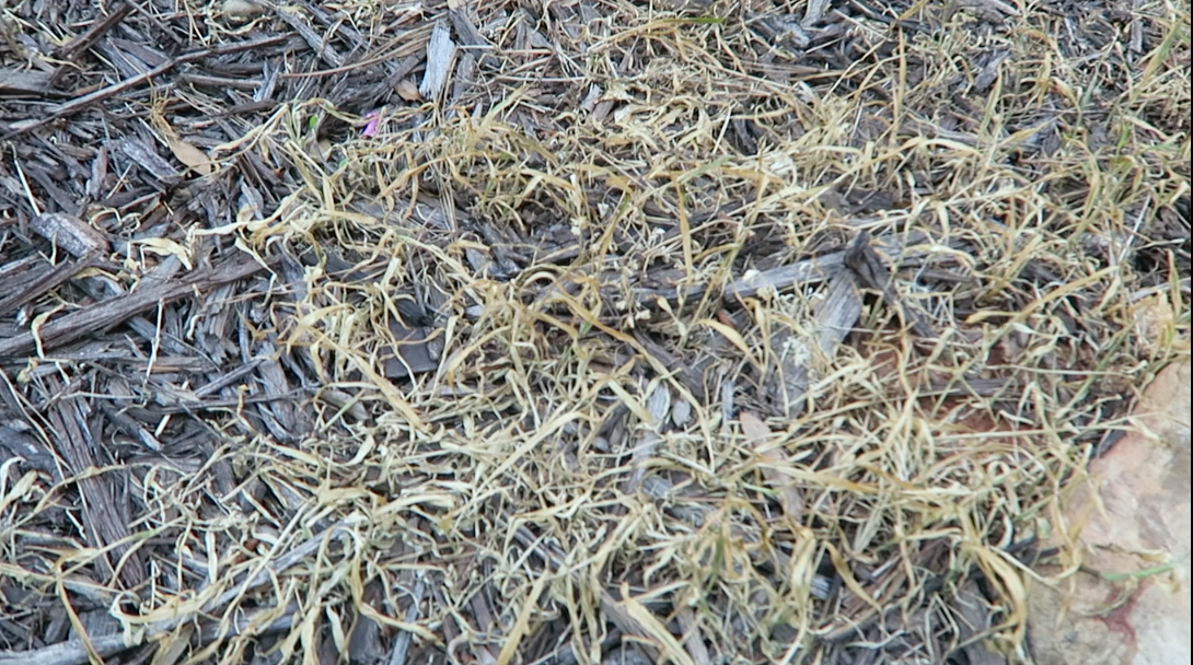 All-natural weed killer (no more Roundup!)